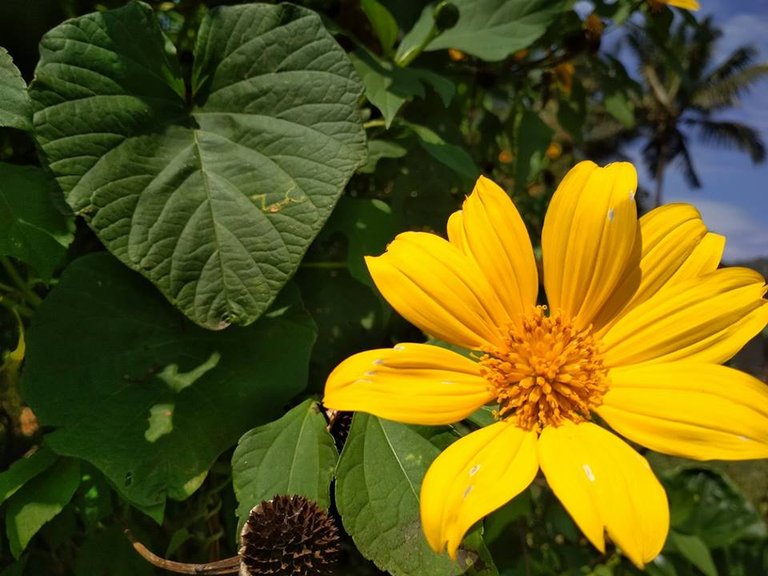 Yellow flower.jpg