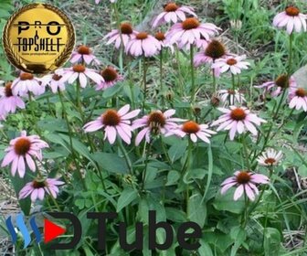 Coneflower-Echinacea.jpg