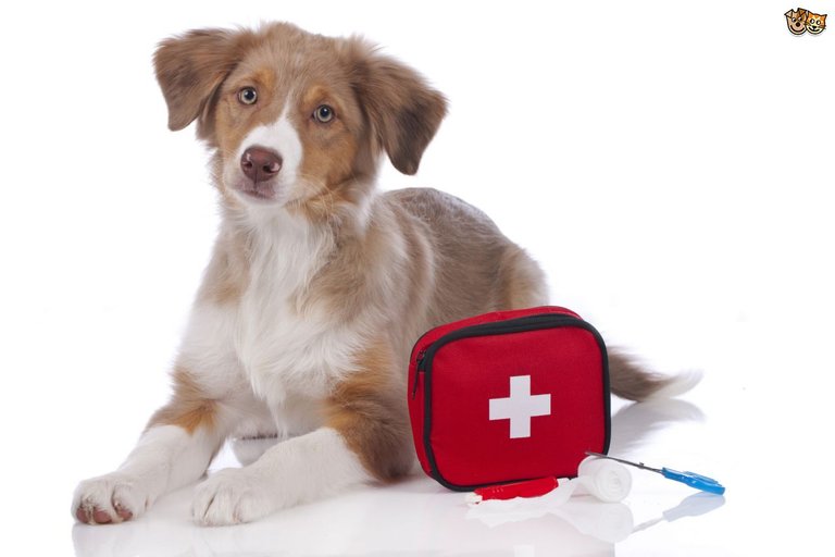 first-aid-kits-for-dogs-must-have-items-555c63a2ac0f5.jpg