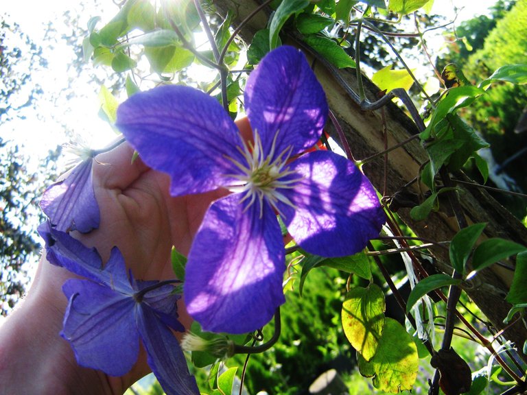 Clematis vitalba pavit plavi.jpg