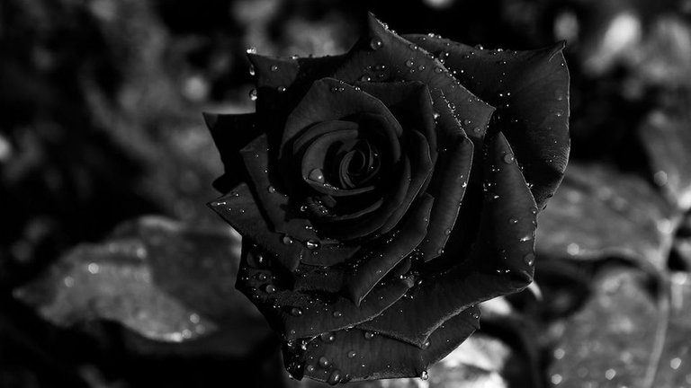 Black-Rose-575961073df78c9b46af760a.jpg