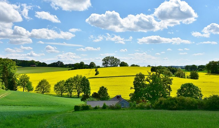 Field-Landscape-Agriculture-Nature-Oilseed-Rape-3369304.jpg