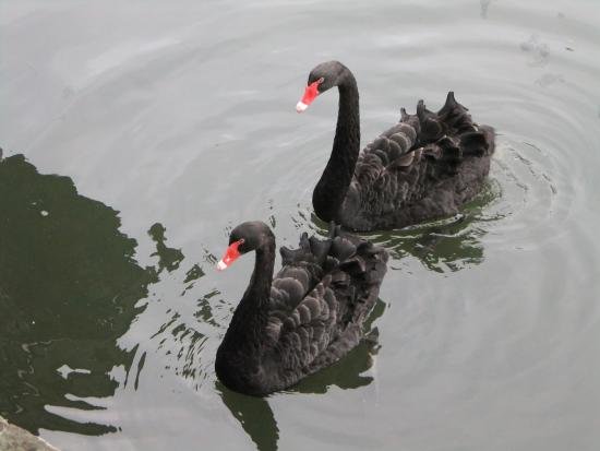 black swans Hikone.jpg