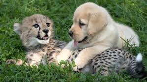 cheetah dog.jpeg