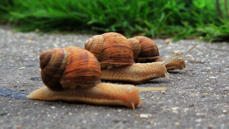 speed-slow-snails-ss-1920-800x450.jpg