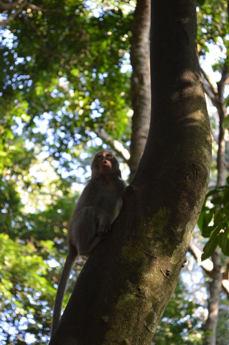 Monkeying Around in Ubud