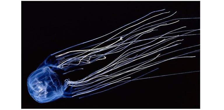box jellyfish.jpg