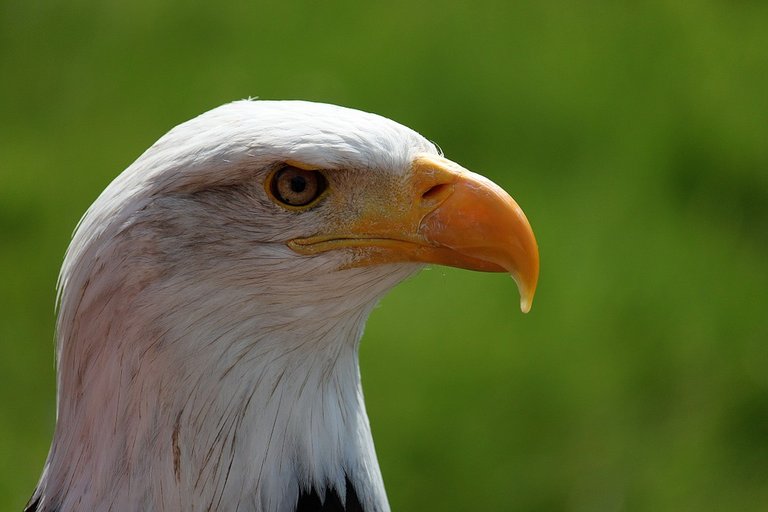 bald-eagle-639220_960_720.jpg