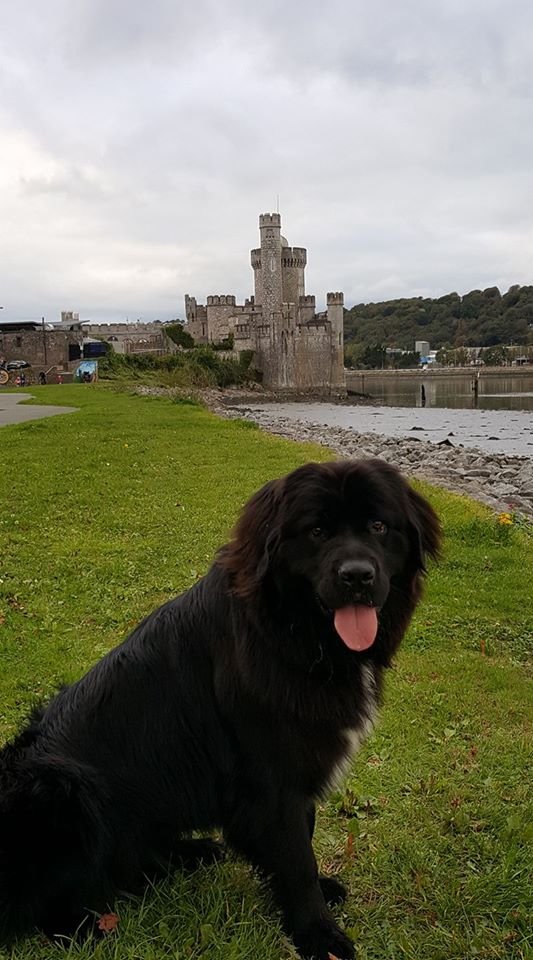 Koda Blackrock Castle.jpg