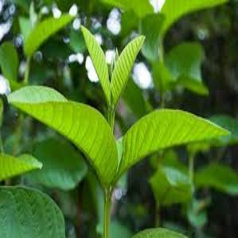 guava leaves.jpg