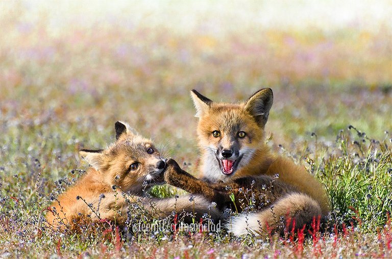 crimsonclad-foxes1.jpg
