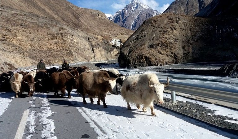 yaks-khunjerab-national-park-on-kkh.jpg