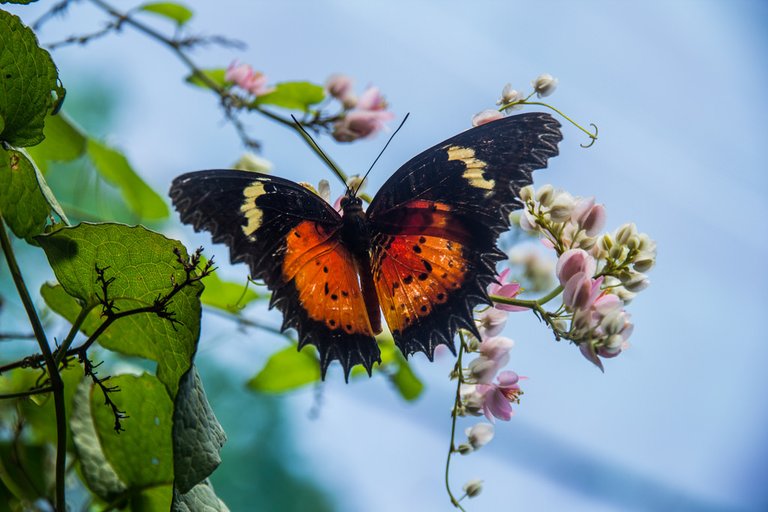 Butterfly Park.jpg