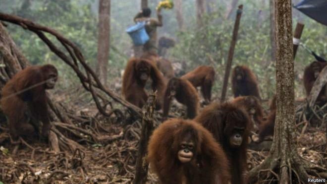 kebakaran-hutan-orangutan.jpg