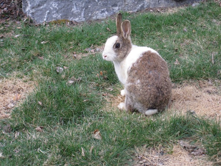 Bunny in Canmore.JPG