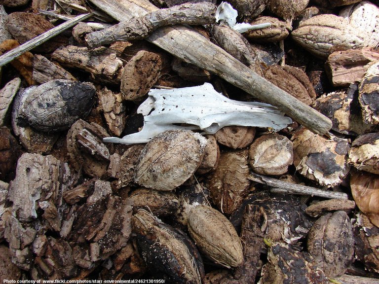 Nuts and Skull-001-102616.jpg