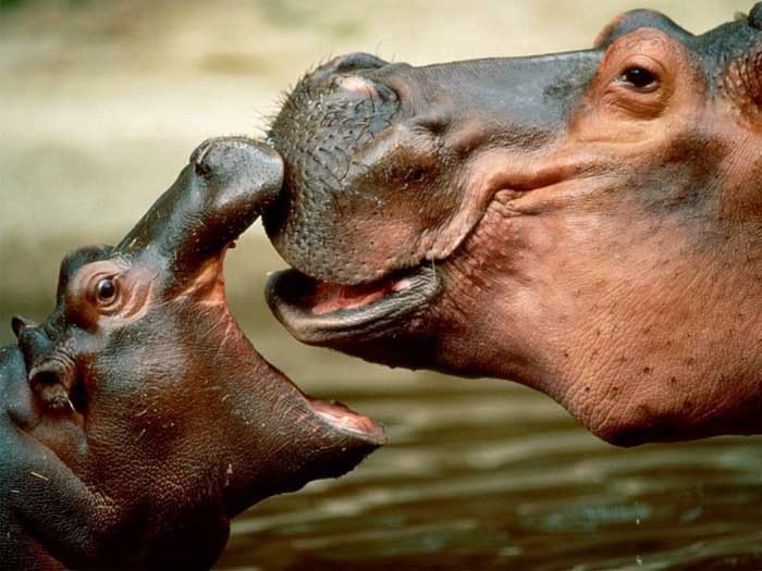 hippos1.jpg