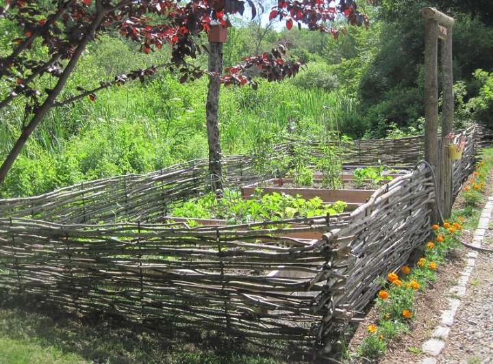 wattle fence 22.JPG