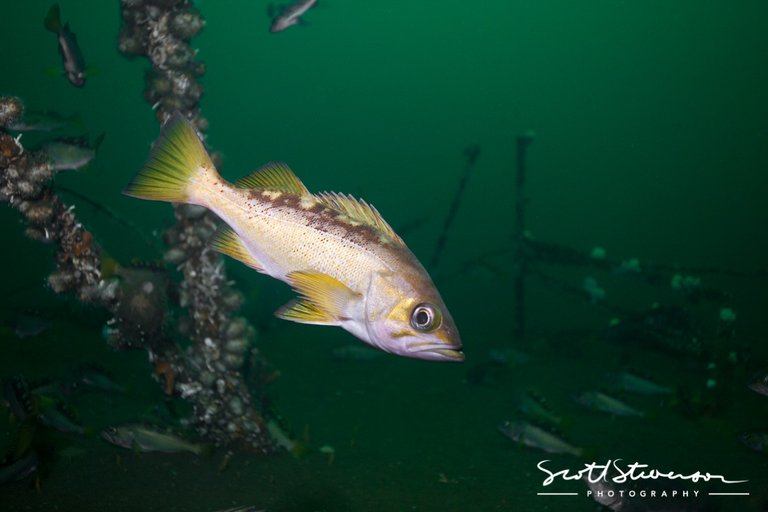 Yelloweye Rockfish-1.jpg