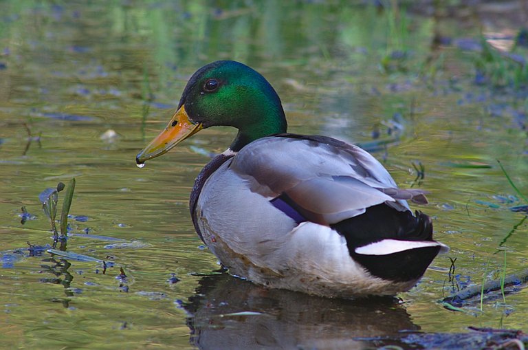 Duck 2.jpg