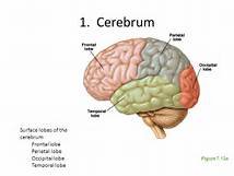 cerebrum.jpg