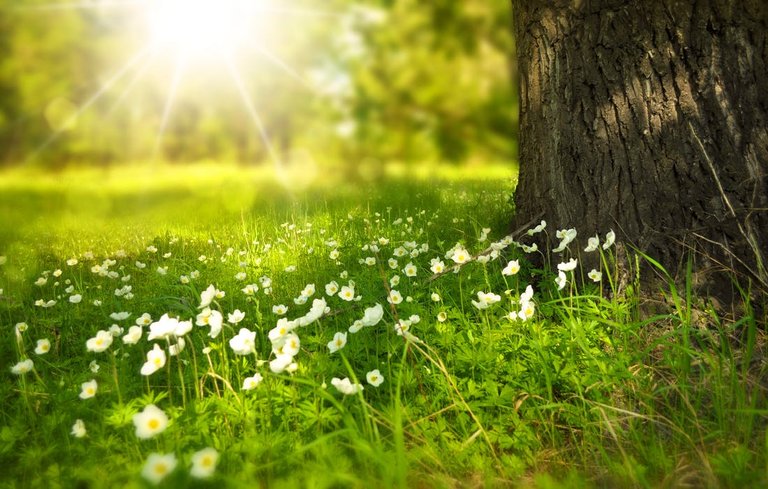 spring-tree-flowers-meadow-60006.jpeg