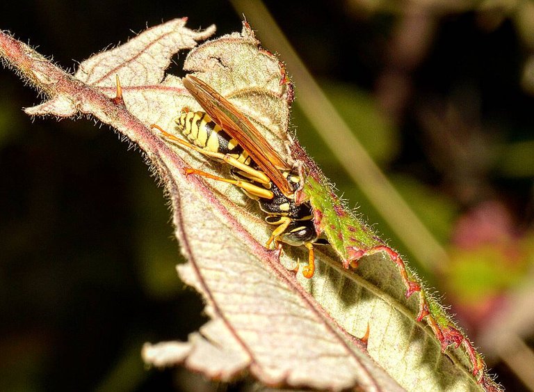 bee on leaves.jpg