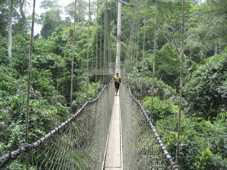 14.-Canopy-Walk-Ghana..jpg