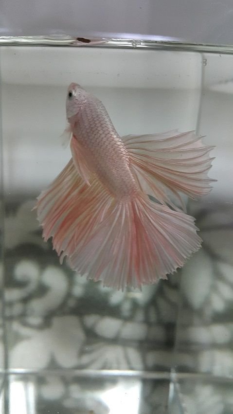 betta4.jpg