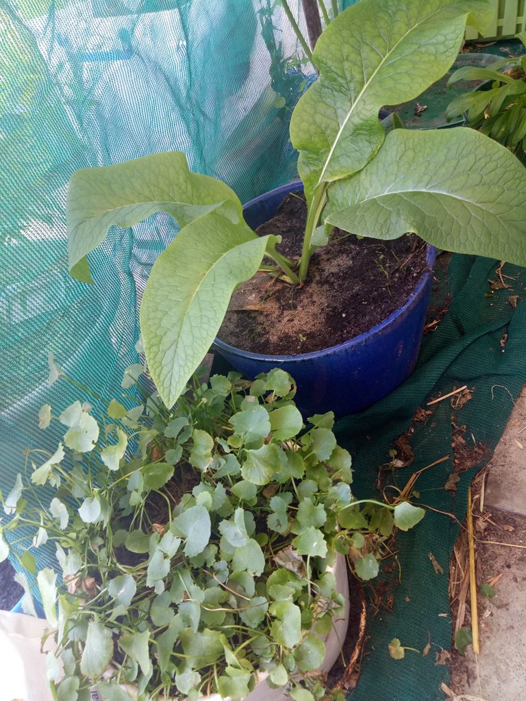 comfrey and gotu kola.jpg