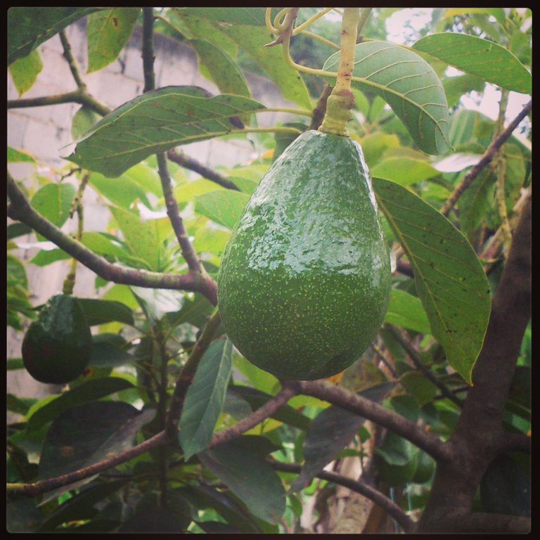 Aguacate