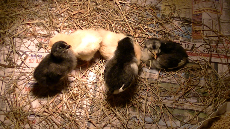 180516-05_first-chicks-01_800x450.png