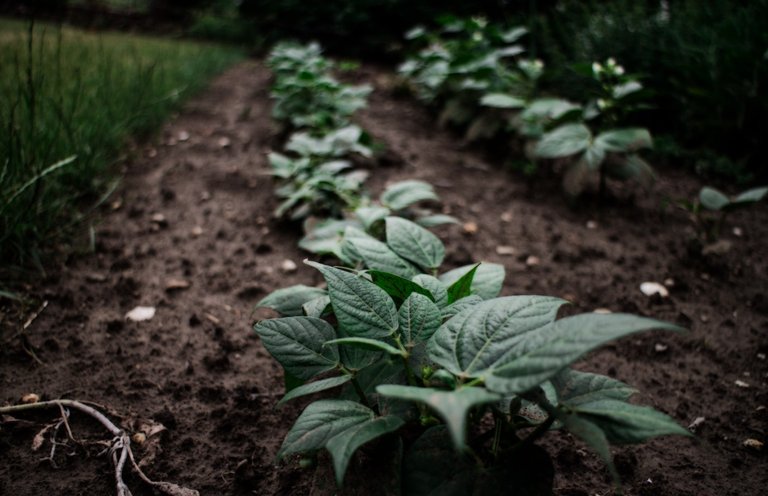 potato plants.jpg