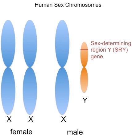 sex-chromosomes1.jpg