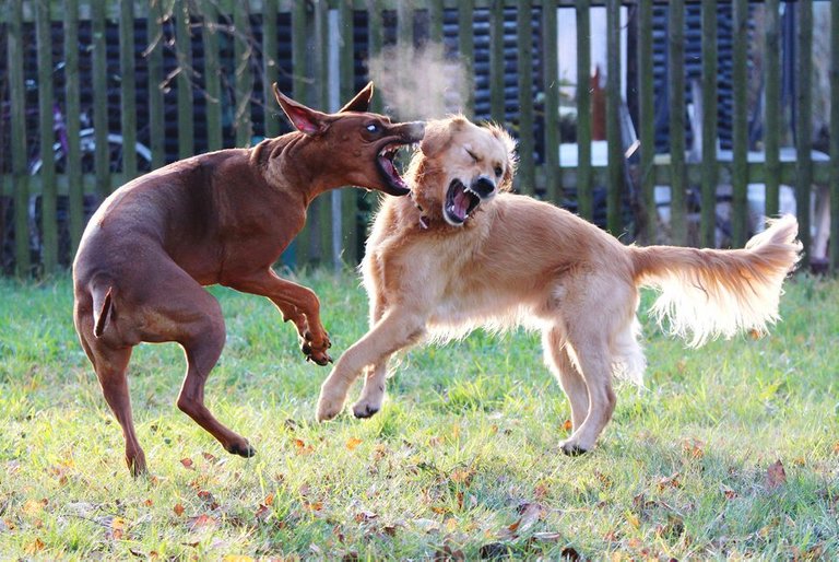 two-dogs-fighting-on-lawn-557214653-587d6ef33df78c17b648eb73.jpg