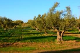 olive tunisian tree.jpg