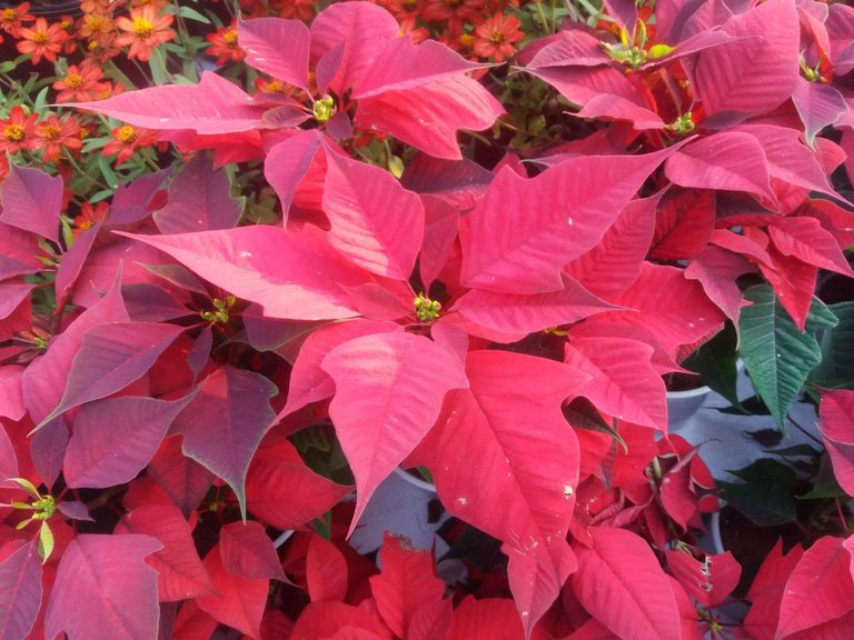 poinsettia flowers red 021318.jpg