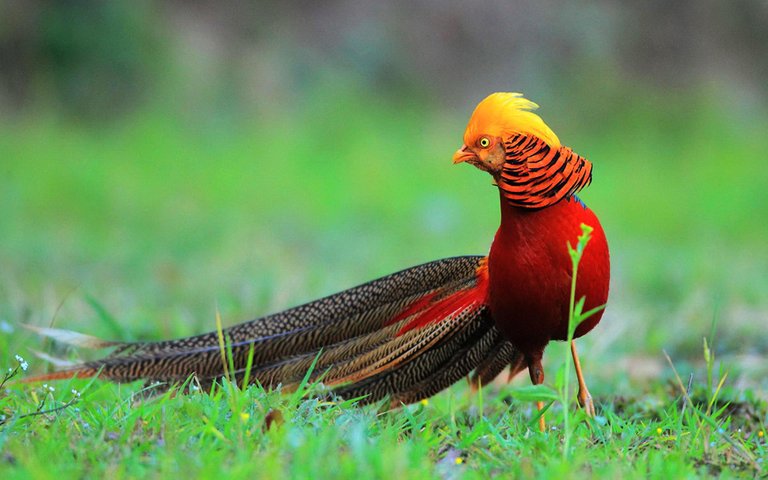 Golden Pheasant.jpg