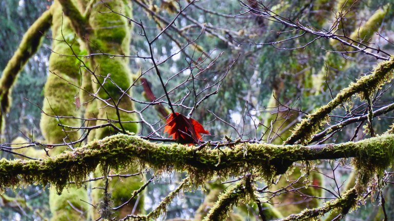 @eric-boucher's photography "Red Leaves Love Surprise" IMG_8440.jpg