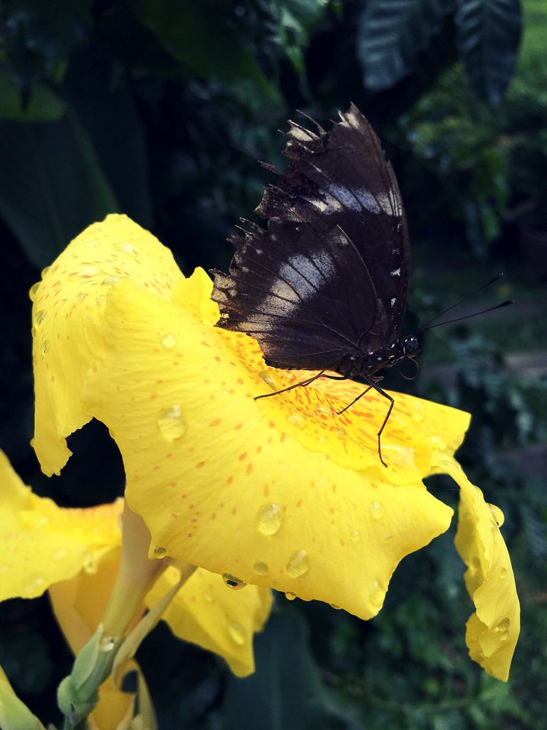 Butterfly on a Yellow Flower.jpg