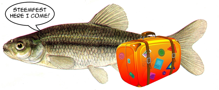 fathead_minnow.png