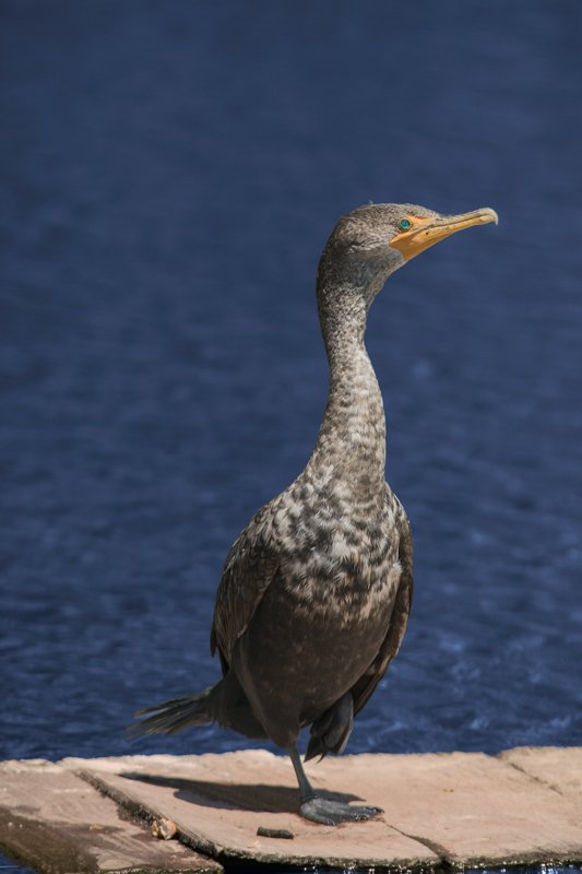 Cormorant at Neary.jpg