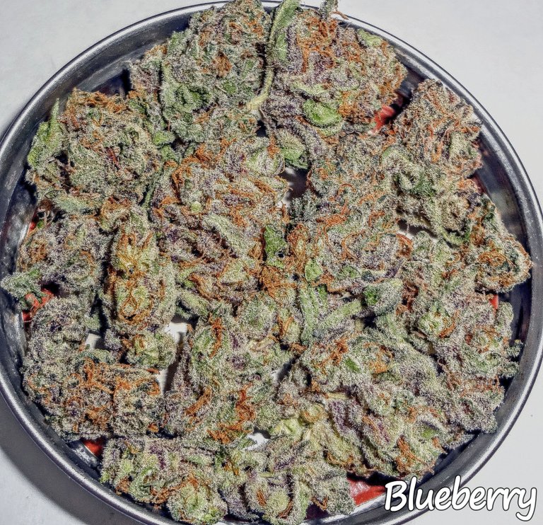 blueberry309.JPG