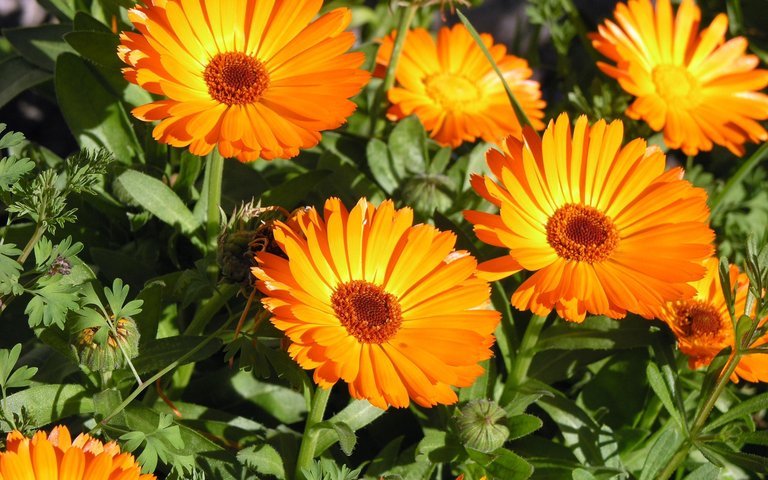 Calendula-Flowers.jpg