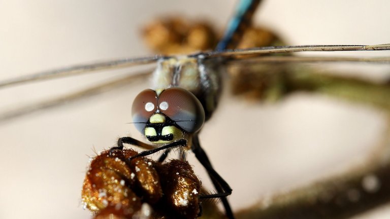 Hemicordulia tau Dragonfly n3 Narawntapu NP 2017-11-01.jpg