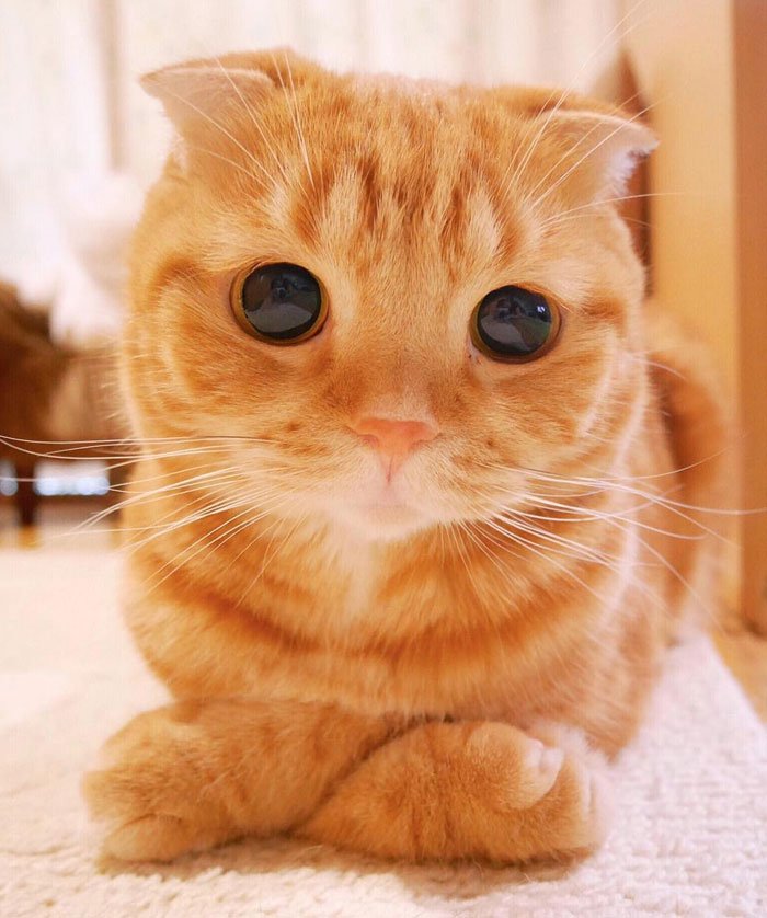 the-most-beautiful-cats-in-the-whole-world-10.jpg