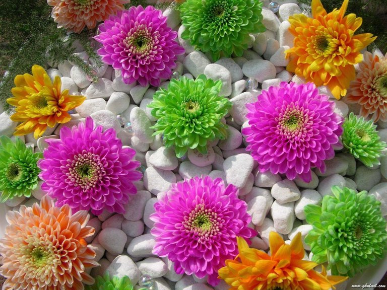 Beautiful-Superb-Multicolor-Flowers-Wallpaper.jpg