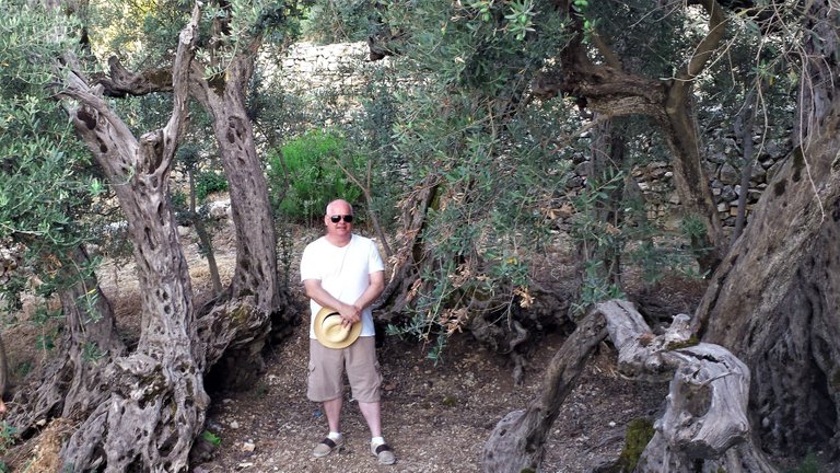 6000 year old olive tree .jpg