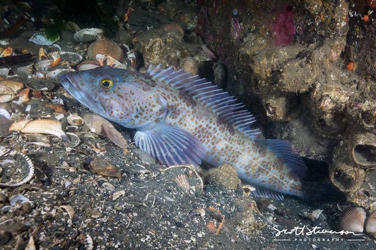 Lingcod-7.jpg