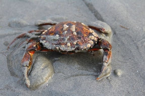 crab-2498818_960_720.jpg